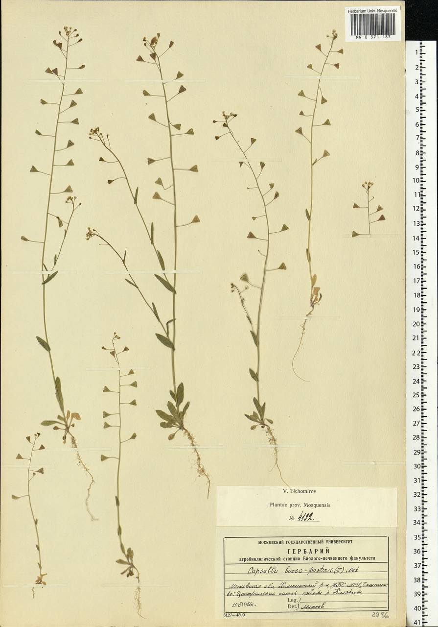 Capsella bursa-pastoris (L.) Medik., Eastern Europe, Moscow region (E4a) (Russia)