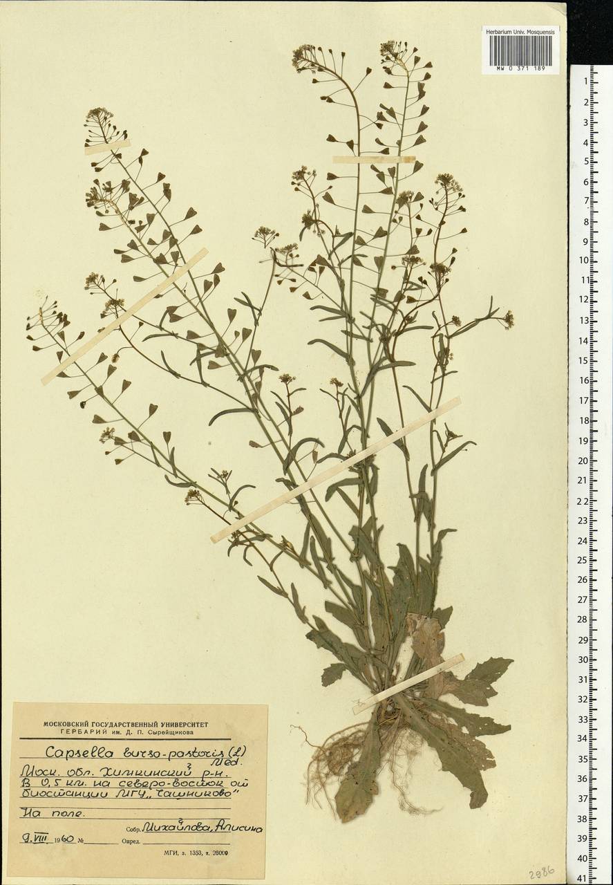 Capsella bursa-pastoris (L.) Medik., Eastern Europe, Moscow region (E4a) (Russia)