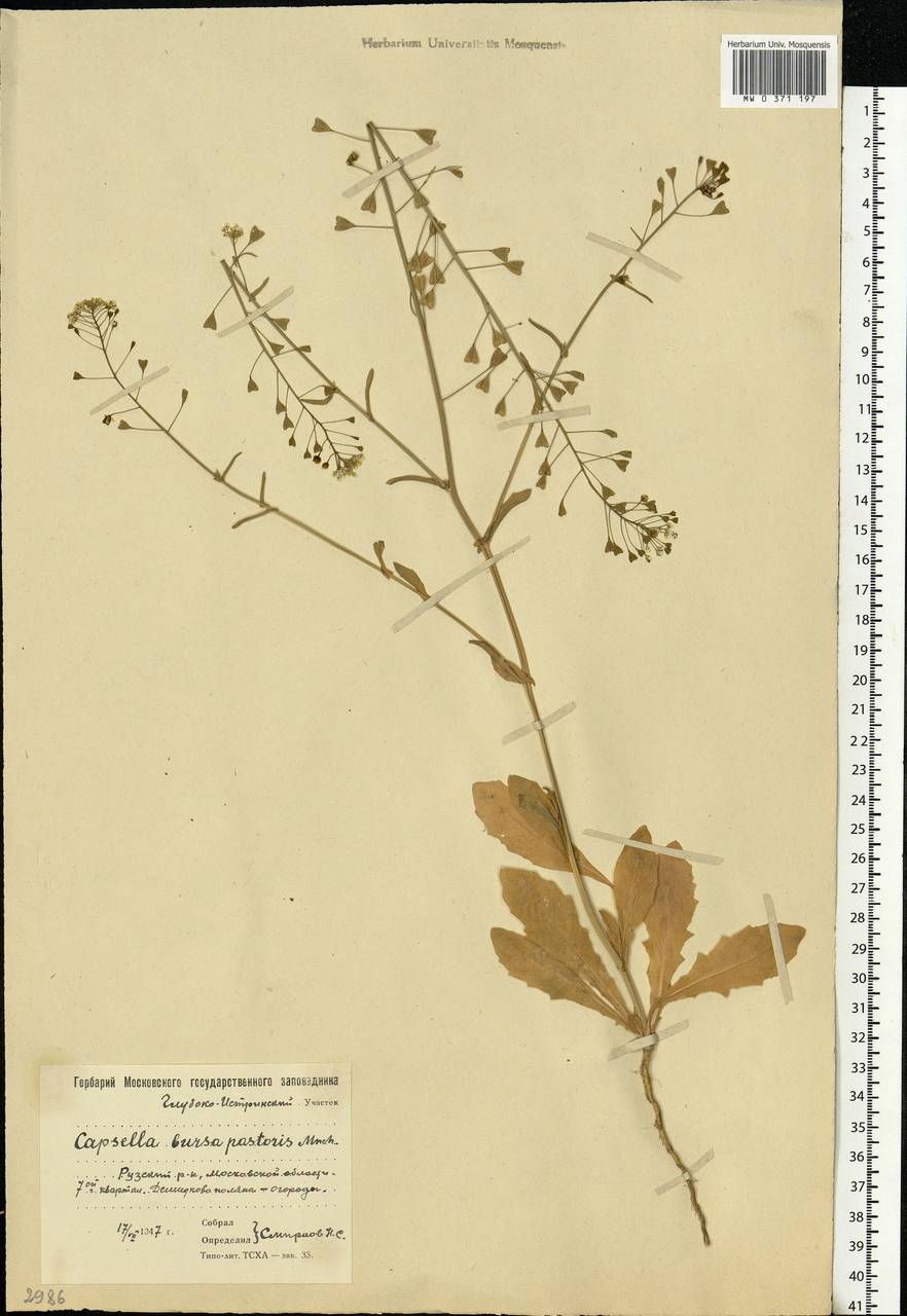 Capsella bursa-pastoris (L.) Medik., Eastern Europe, Moscow region (E4a) (Russia)