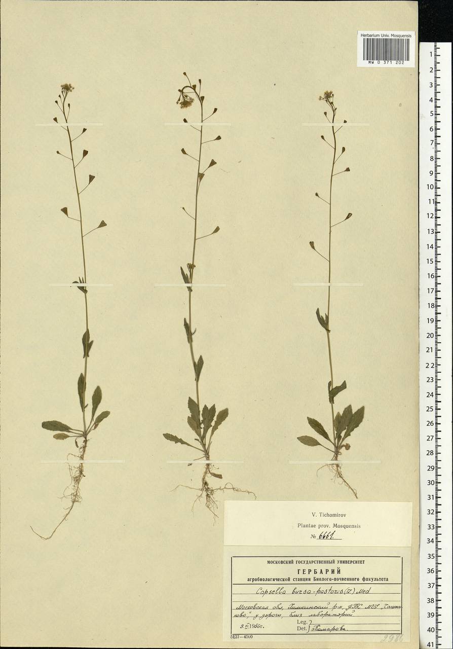 Capsella bursa-pastoris (L.) Medik., Eastern Europe, Moscow region (E4a) (Russia)