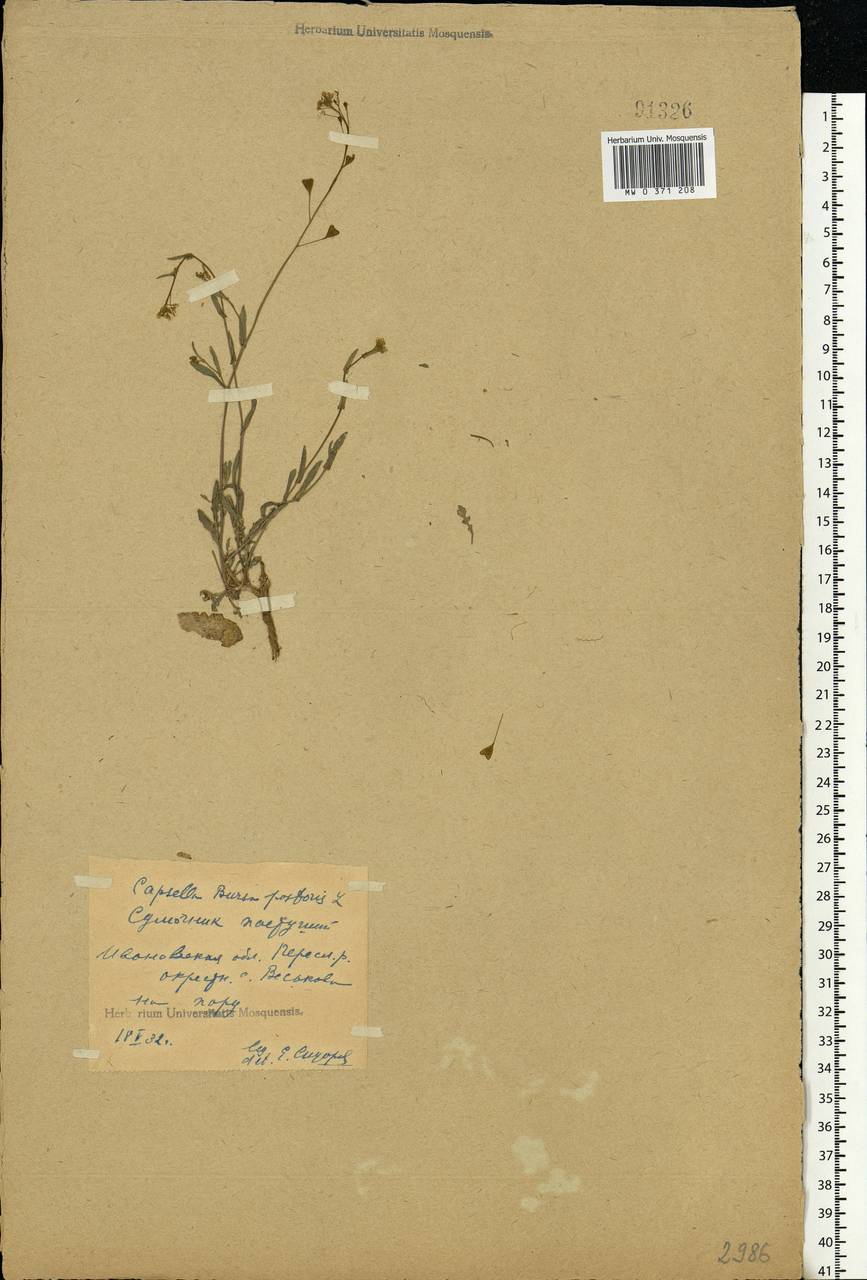 Capsella bursa-pastoris (L.) Medik., Eastern Europe, Central forest region (E5) (Russia)
