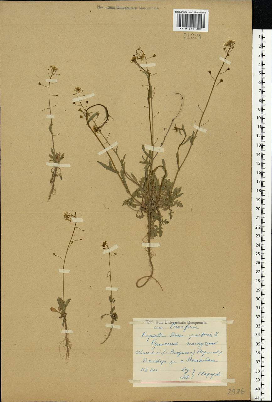 Capsella bursa-pastoris (L.) Medik., Eastern Europe, Central forest region (E5) (Russia)