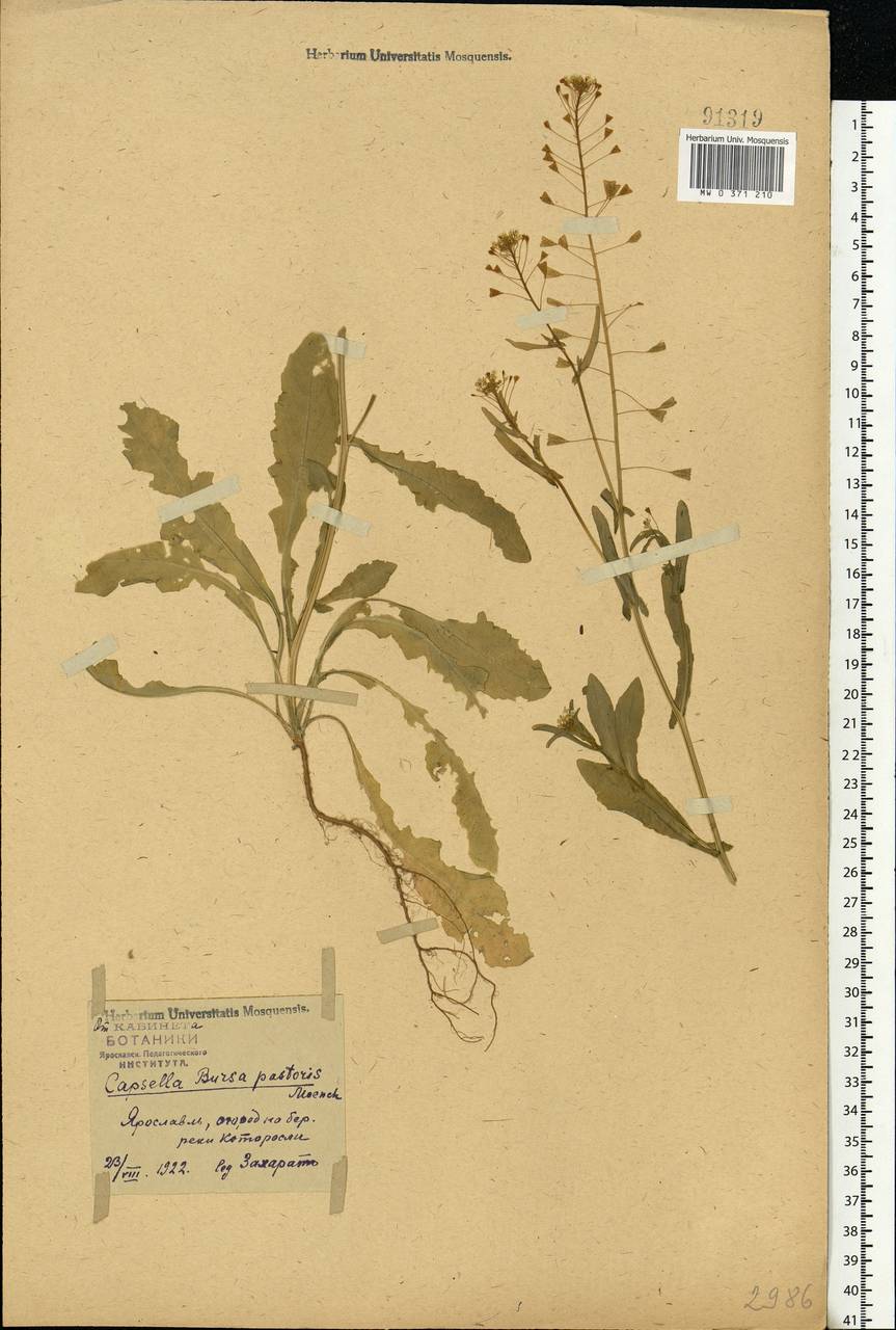 Capsella bursa-pastoris (L.) Medik., Eastern Europe, Central forest region (E5) (Russia)