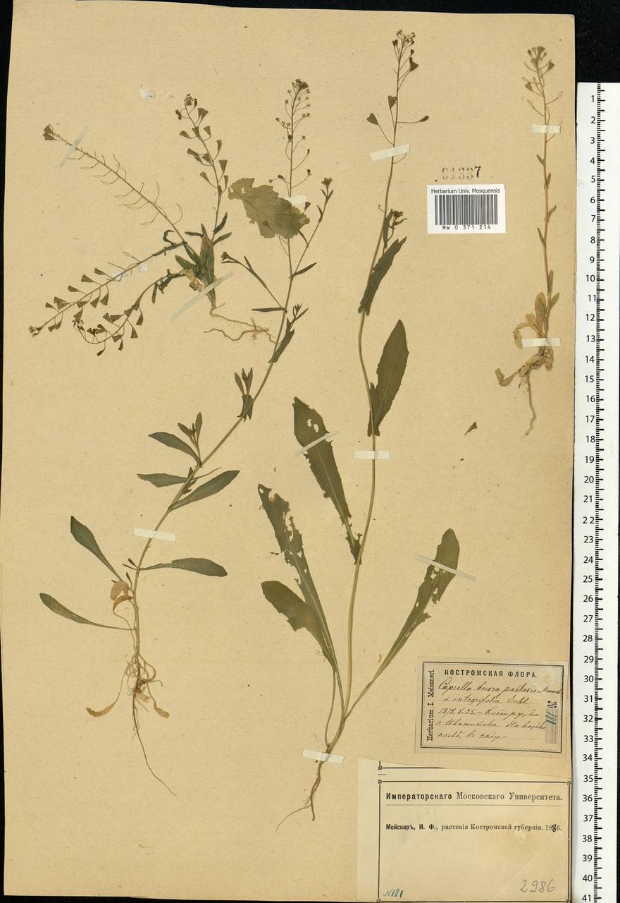 Capsella bursa-pastoris (L.) Medik., Eastern Europe, Central forest region (E5) (Russia)