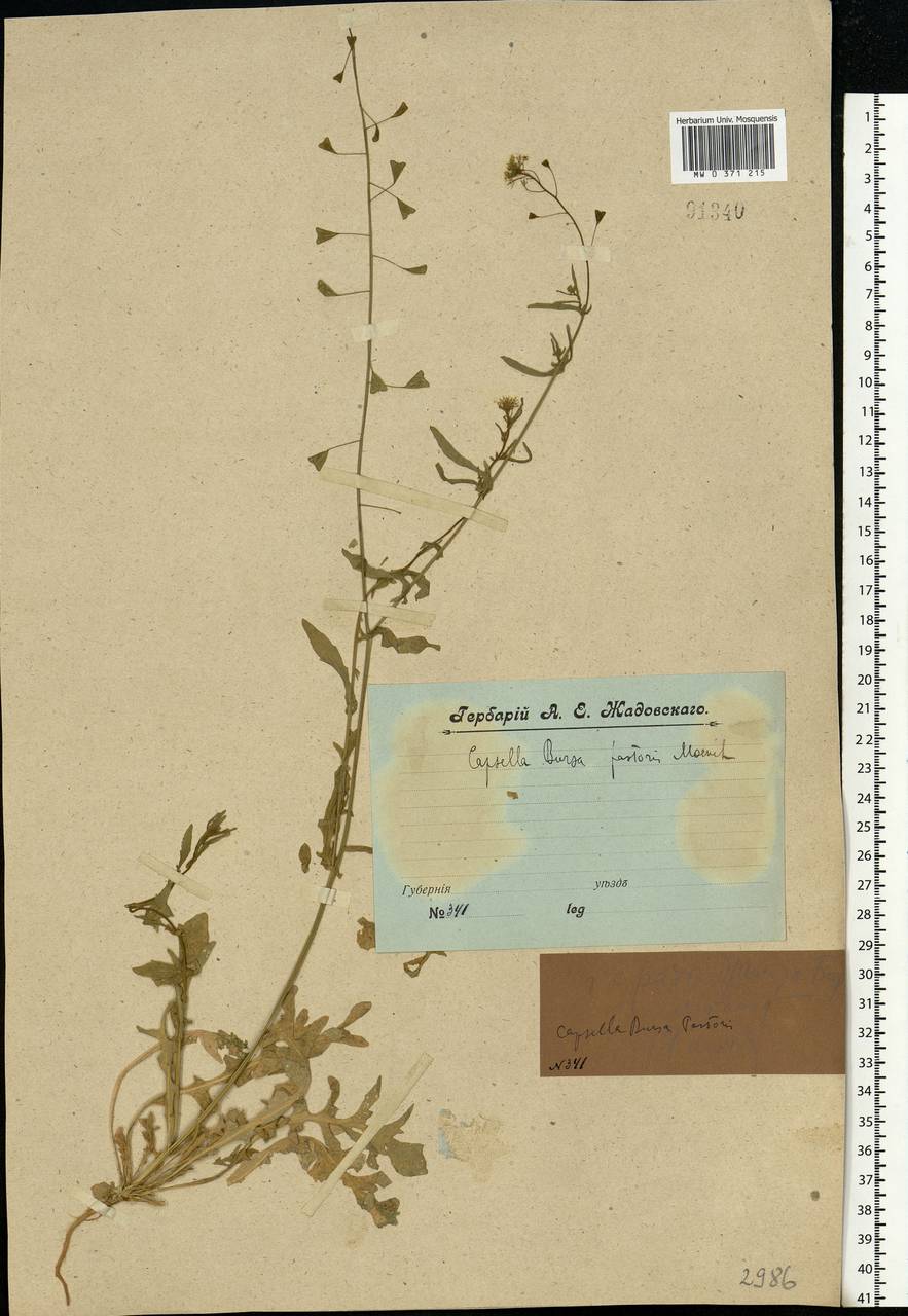 Capsella bursa-pastoris (L.) Medik., Eastern Europe, Central forest region (E5) (Russia)