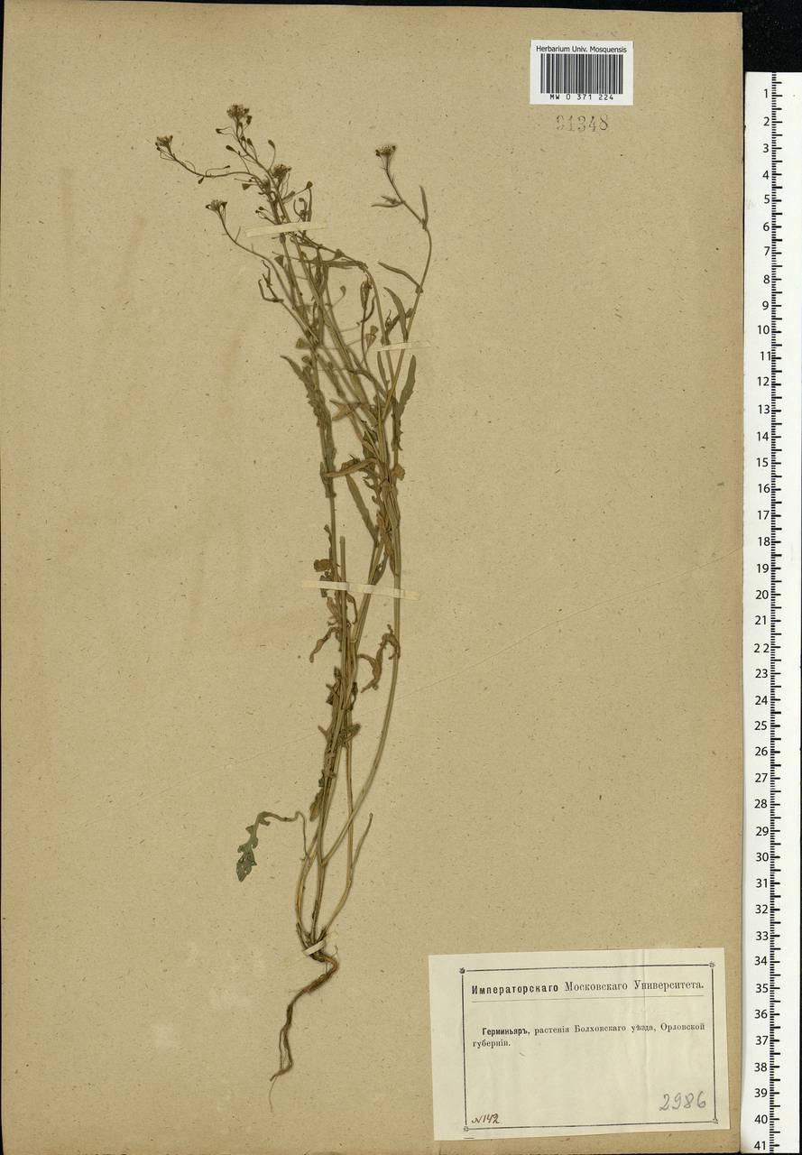 Capsella bursa-pastoris (L.) Medik., Eastern Europe, Central forest-and-steppe region (E6) (Russia)