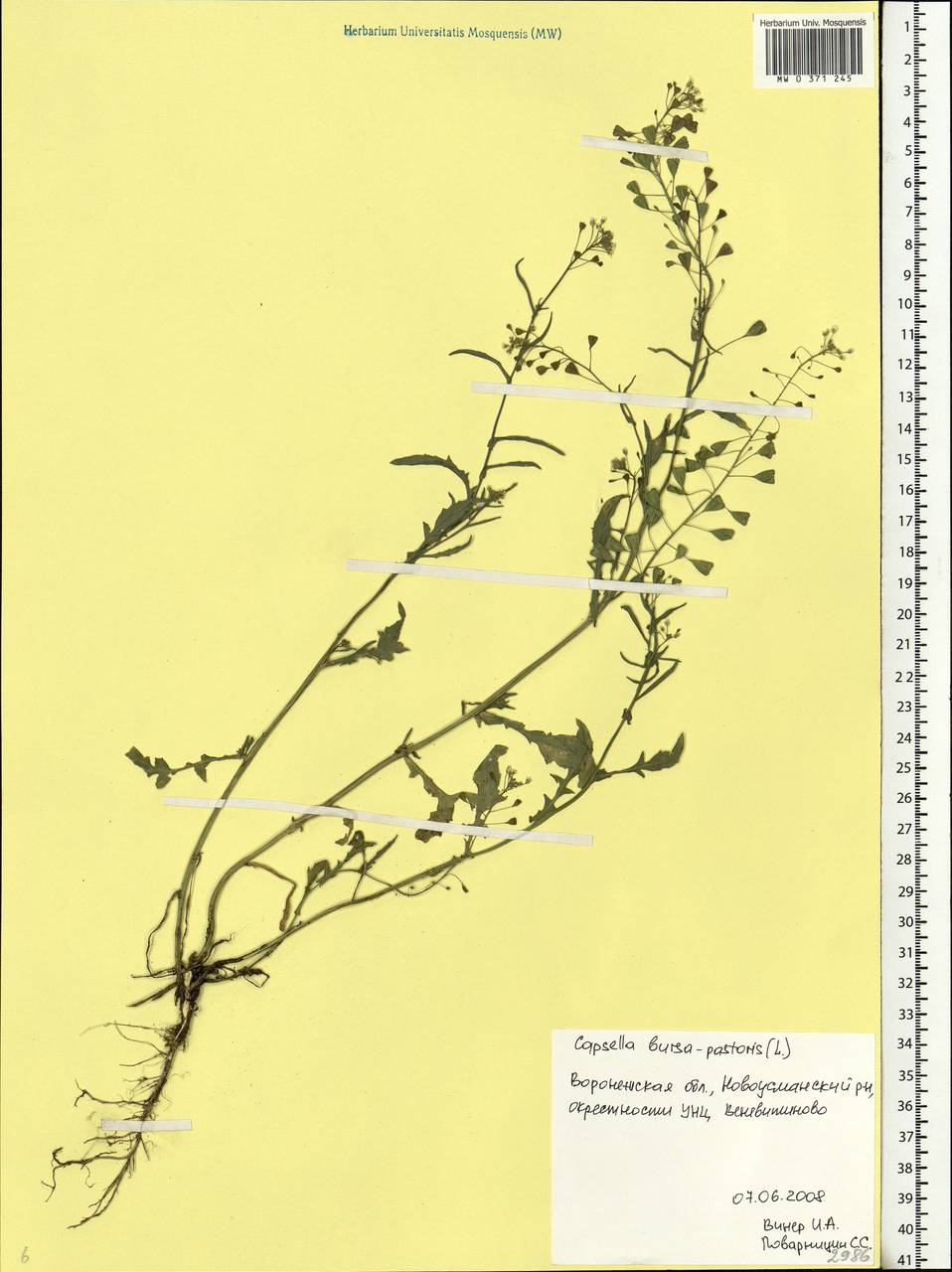 Capsella bursa-pastoris (L.) Medik., Eastern Europe, Central forest-and-steppe region (E6) (Russia)