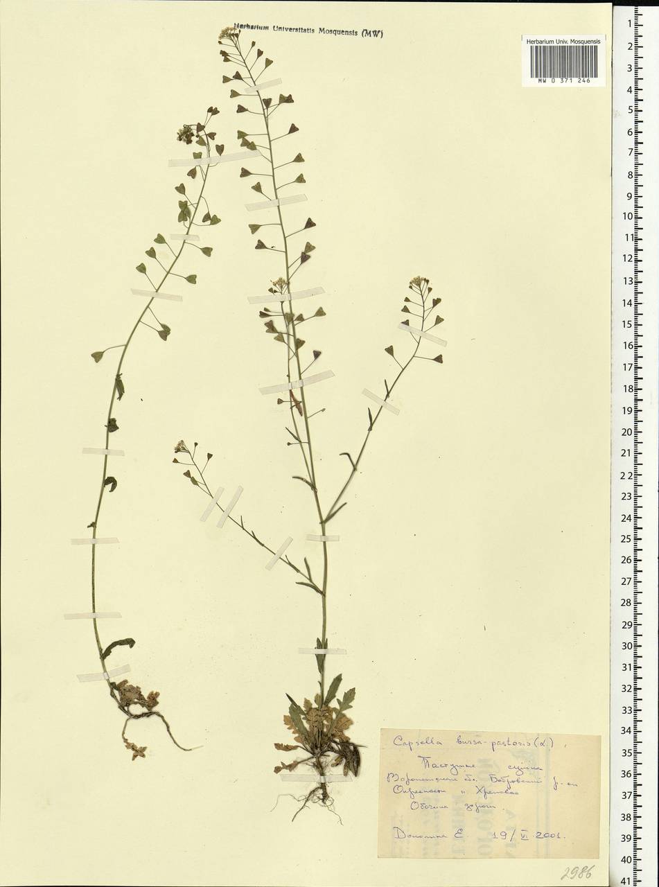 Capsella bursa-pastoris (L.) Medik., Eastern Europe, Central forest-and-steppe region (E6) (Russia)