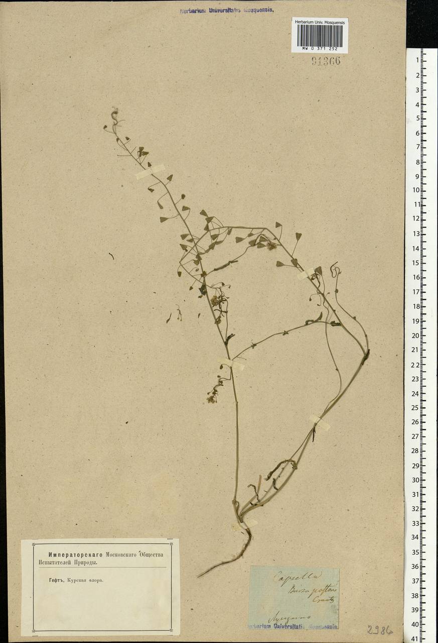 Capsella bursa-pastoris (L.) Medik., Eastern Europe, Central forest-and-steppe region (E6) (Russia)