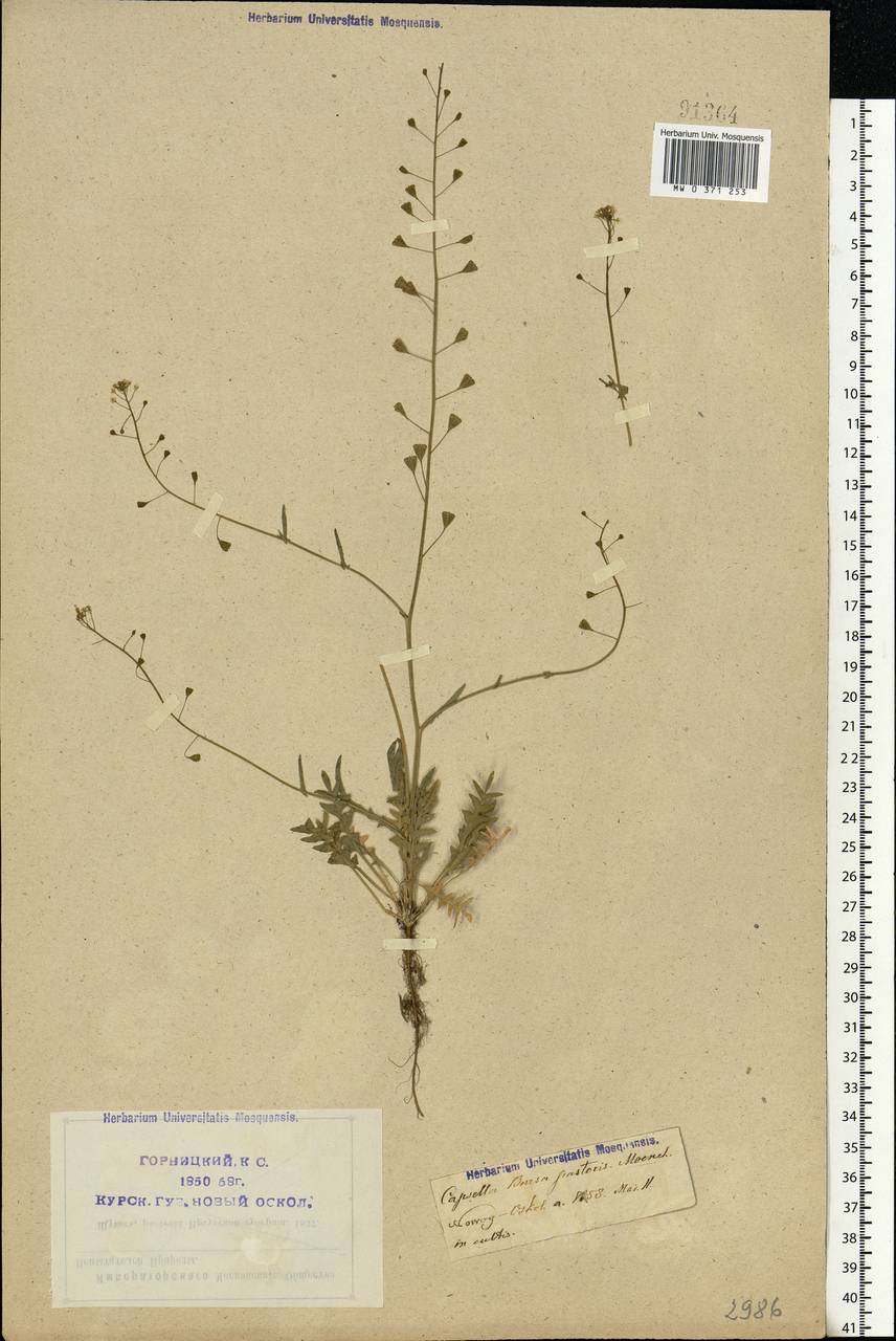 Capsella bursa-pastoris (L.) Medik., Eastern Europe, Central forest-and-steppe region (E6) (Russia)