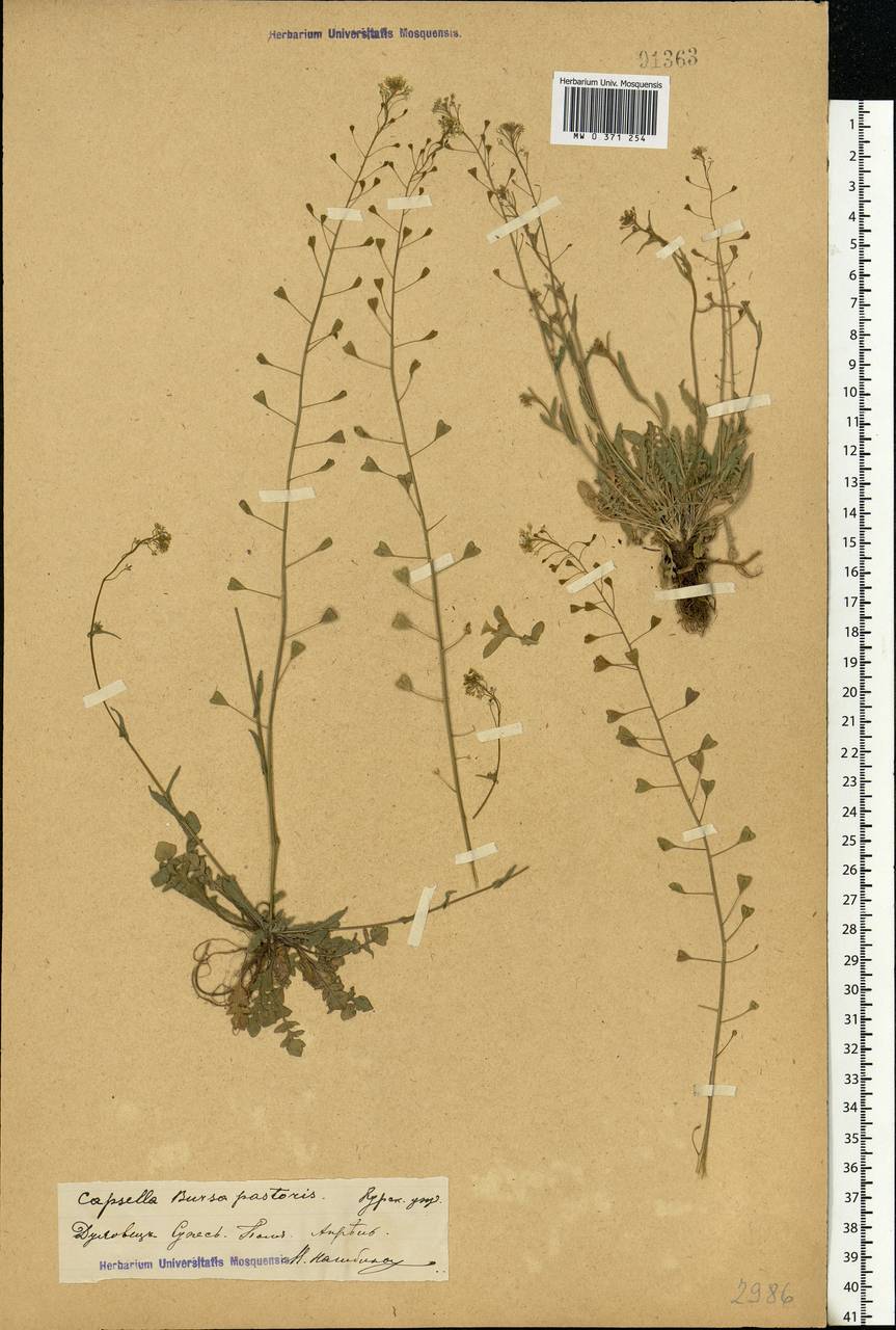 Capsella bursa-pastoris (L.) Medik., Eastern Europe, Central forest-and-steppe region (E6) (Russia)