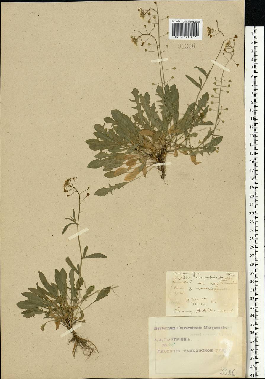Capsella bursa-pastoris (L.) Medik., Eastern Europe, Central forest-and-steppe region (E6) (Russia)