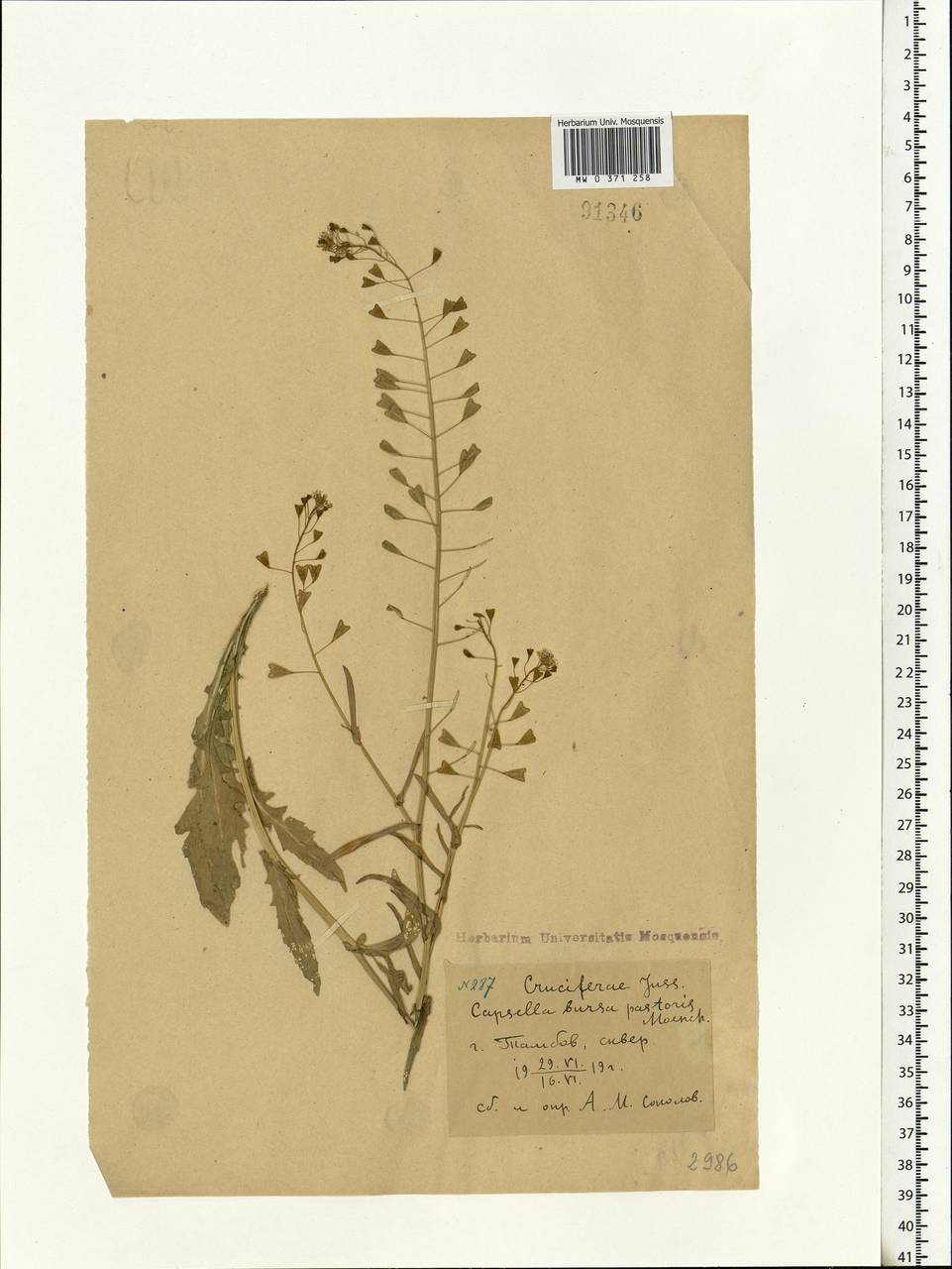 Capsella bursa-pastoris (L.) Medik., Eastern Europe, Central forest-and-steppe region (E6) (Russia)