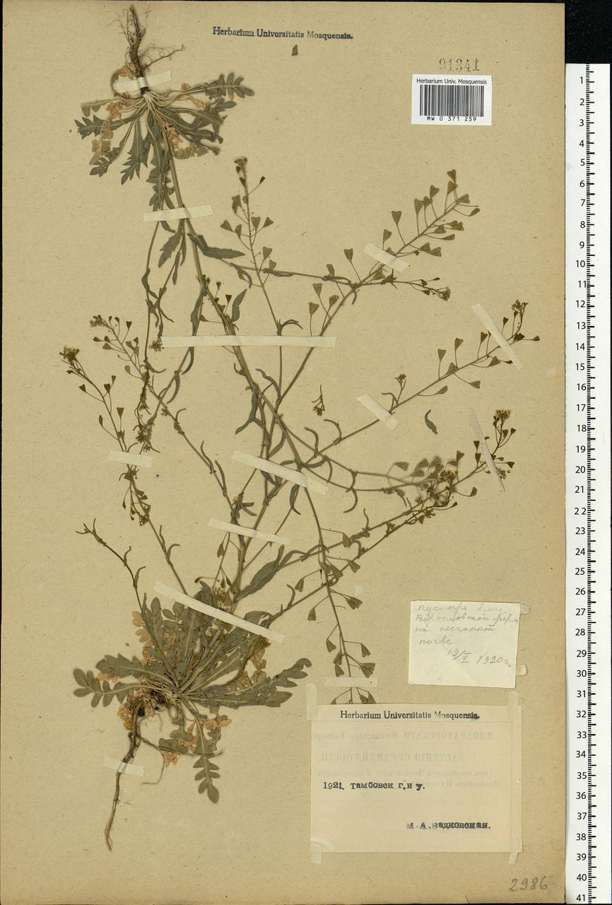 Capsella bursa-pastoris (L.) Medik., Eastern Europe, Central forest-and-steppe region (E6) (Russia)