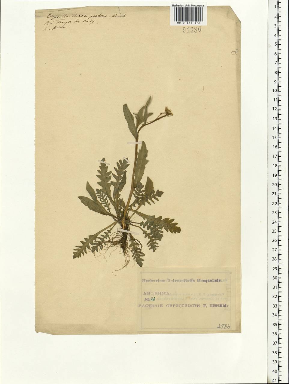 Capsella bursa-pastoris (L.) Medik., Eastern Europe, Middle Volga region (E8) (Russia)