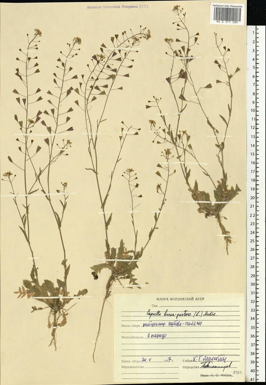 Capsella bursa-pastoris (L.) Medik., Eastern Europe, Middle Volga region (E8) (Russia)