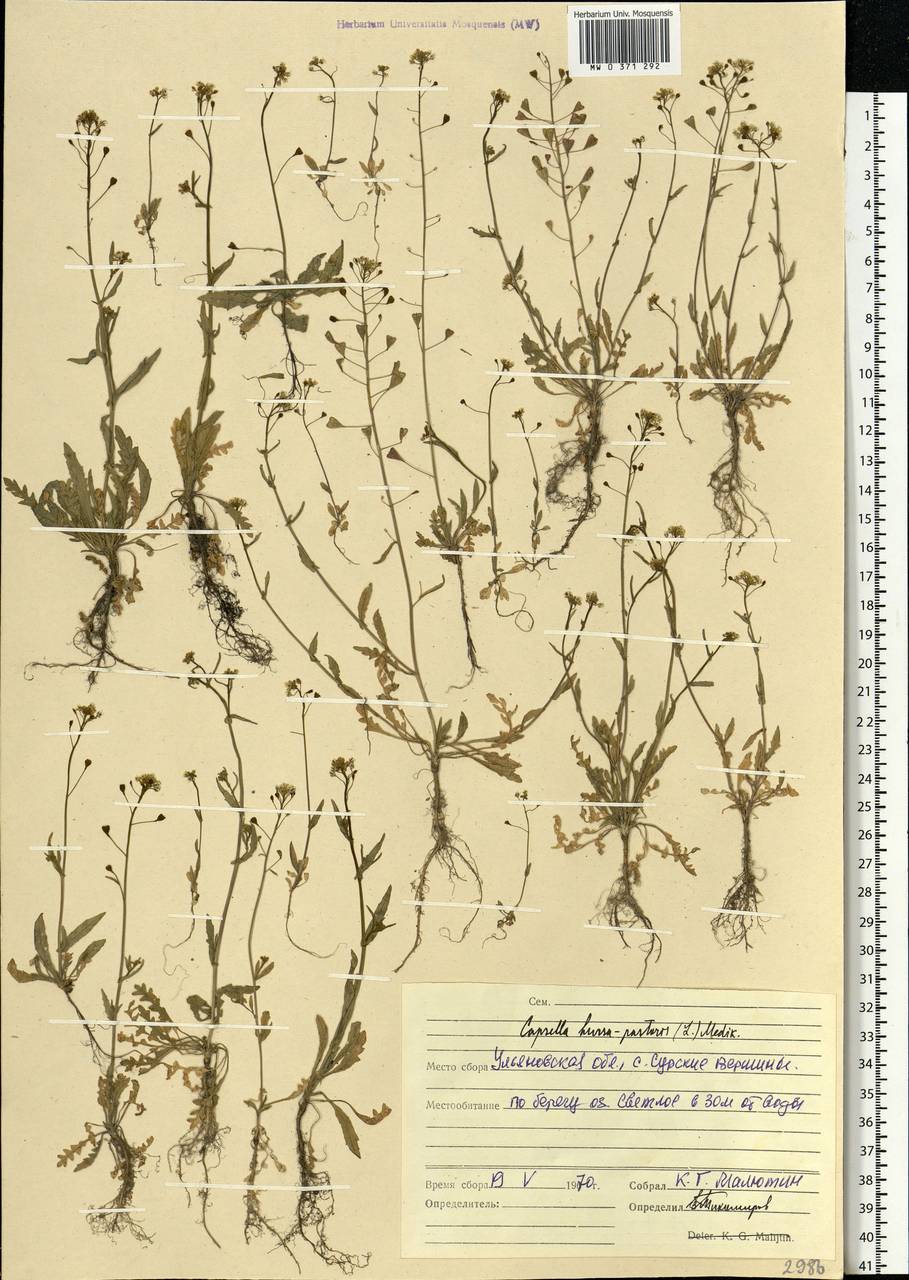 Capsella bursa-pastoris (L.) Medik., Eastern Europe, Middle Volga region (E8) (Russia)