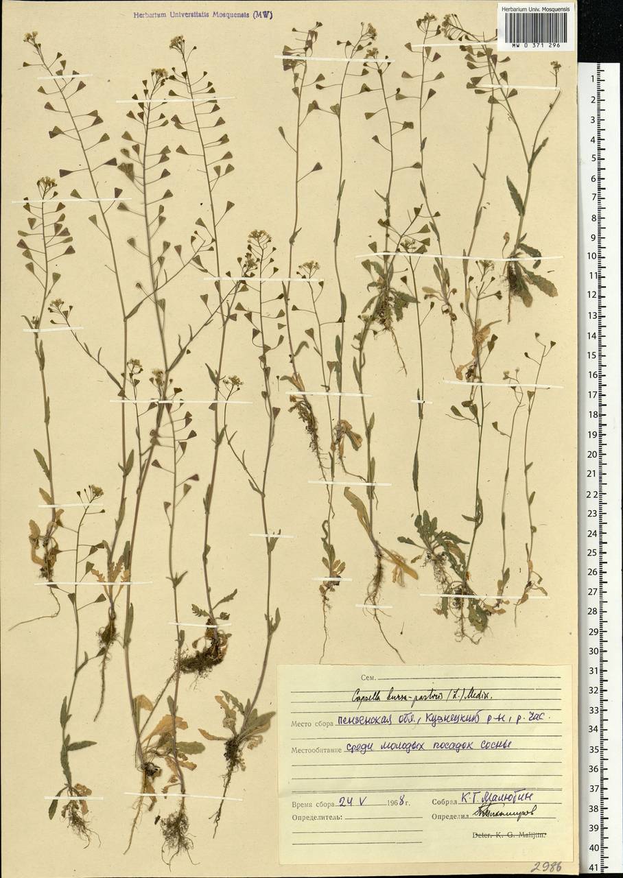 Capsella bursa-pastoris (L.) Medik., Eastern Europe, Middle Volga region (E8) (Russia)