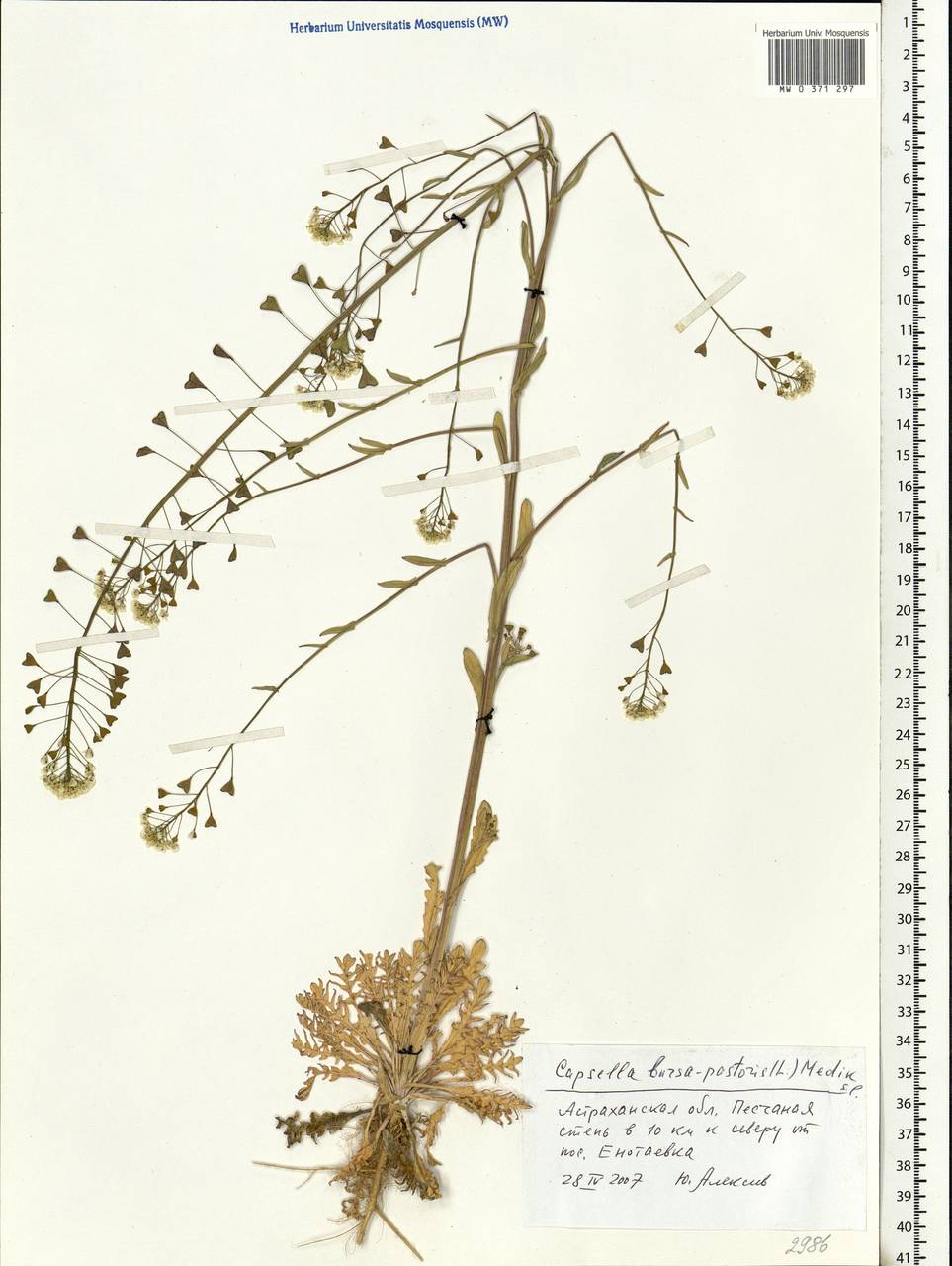 Capsella bursa-pastoris (L.) Medik., Eastern Europe, Lower Volga region (E9) (Russia)