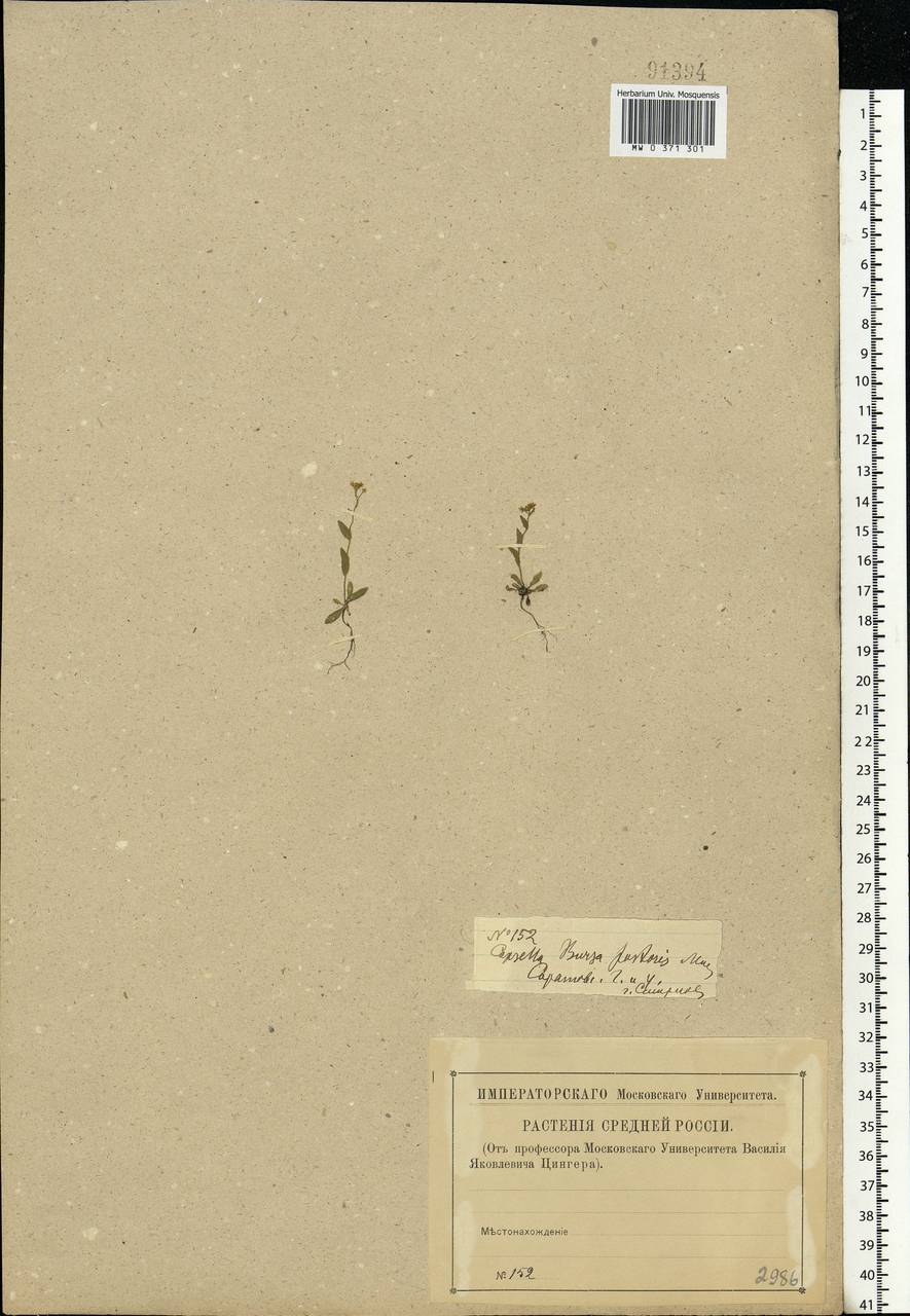 Capsella bursa-pastoris (L.) Medik., Eastern Europe, Lower Volga region (E9) (Russia)