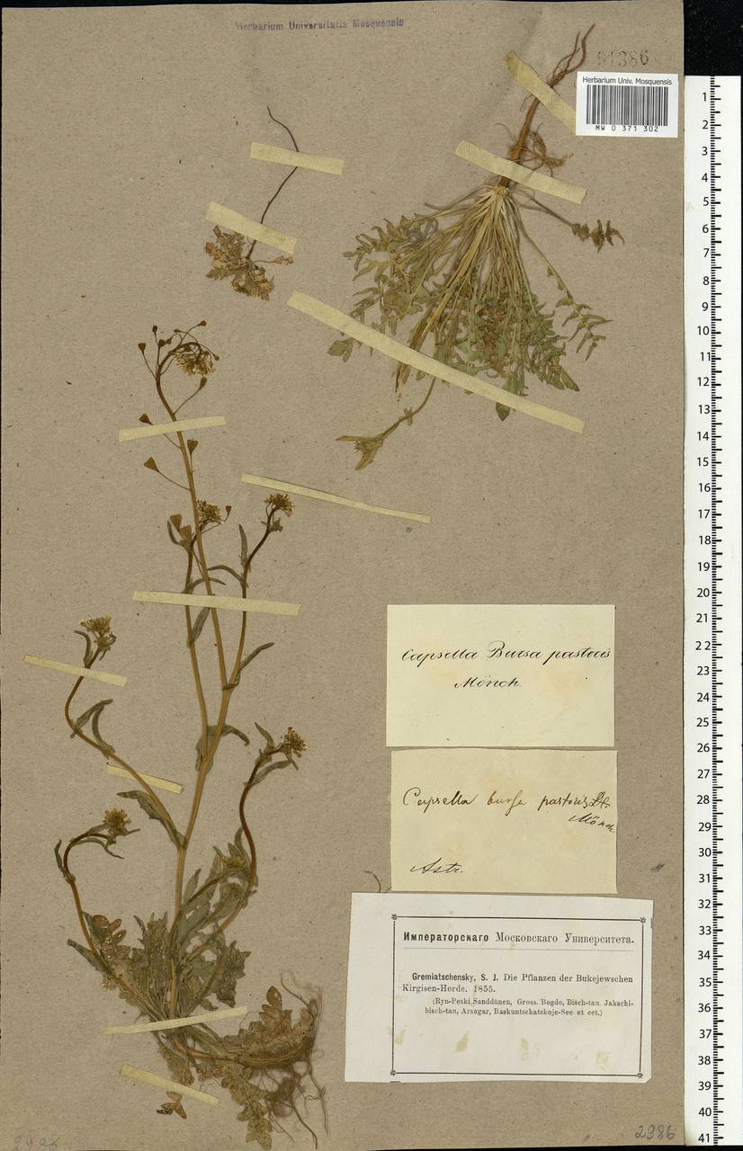 Capsella bursa-pastoris (L.) Medik., Eastern Europe, Lower Volga region (E9) (Russia)