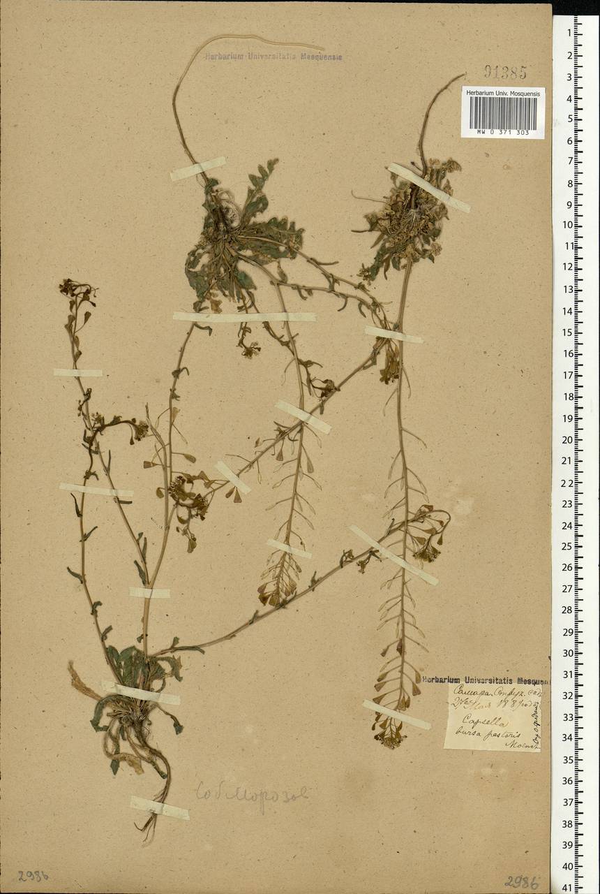 Capsella bursa-pastoris (L.) Medik., Eastern Europe, Middle Volga region (E8) (Russia)