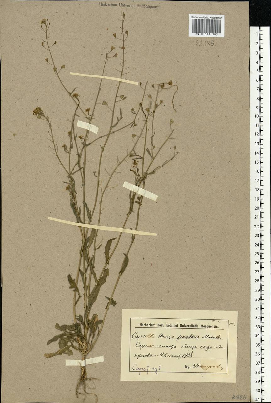 Capsella bursa-pastoris (L.) Medik., Eastern Europe, Lower Volga region (E9) (Russia)