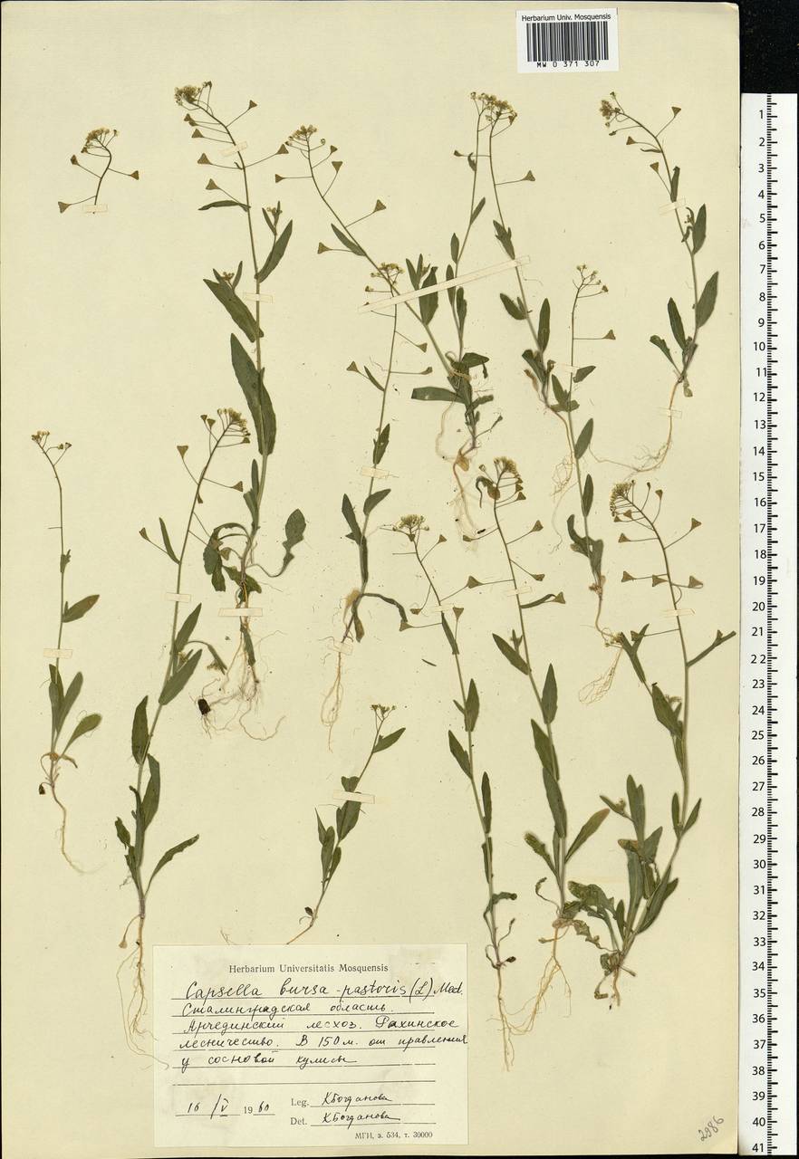 Capsella bursa-pastoris (L.) Medik., Eastern Europe, Lower Volga region (E9) (Russia)