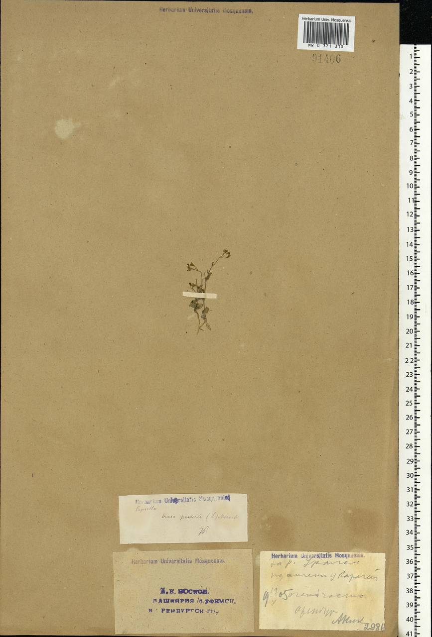 Capsella bursa-pastoris (L.) Medik., Eastern Europe, Eastern region (E10) (Russia)