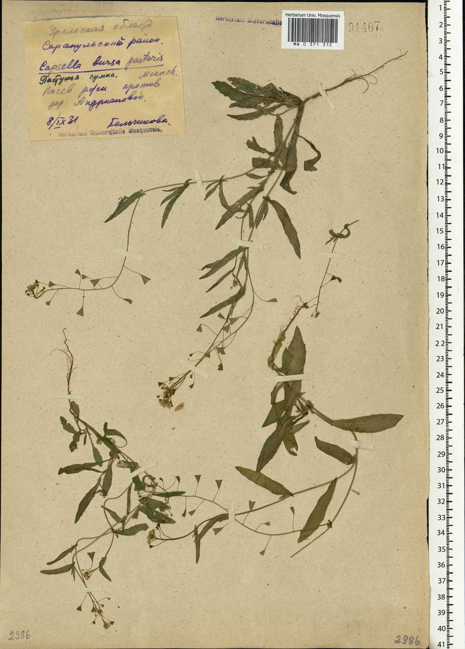 Capsella bursa-pastoris (L.) Medik., Eastern Europe, Volga-Kama region (E7) (Russia)