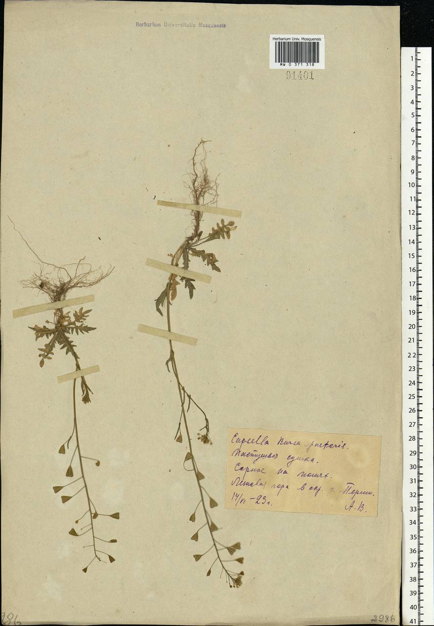 Capsella bursa-pastoris (L.) Medik., Eastern Europe, Eastern region (E10) (Russia)