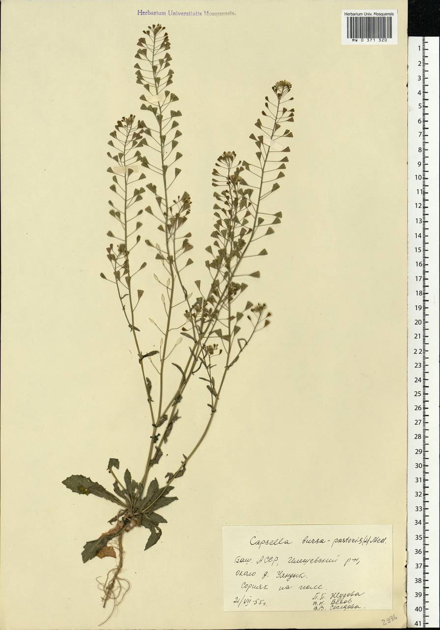 Capsella bursa-pastoris (L.) Medik., Eastern Europe, Eastern region (E10) (Russia)