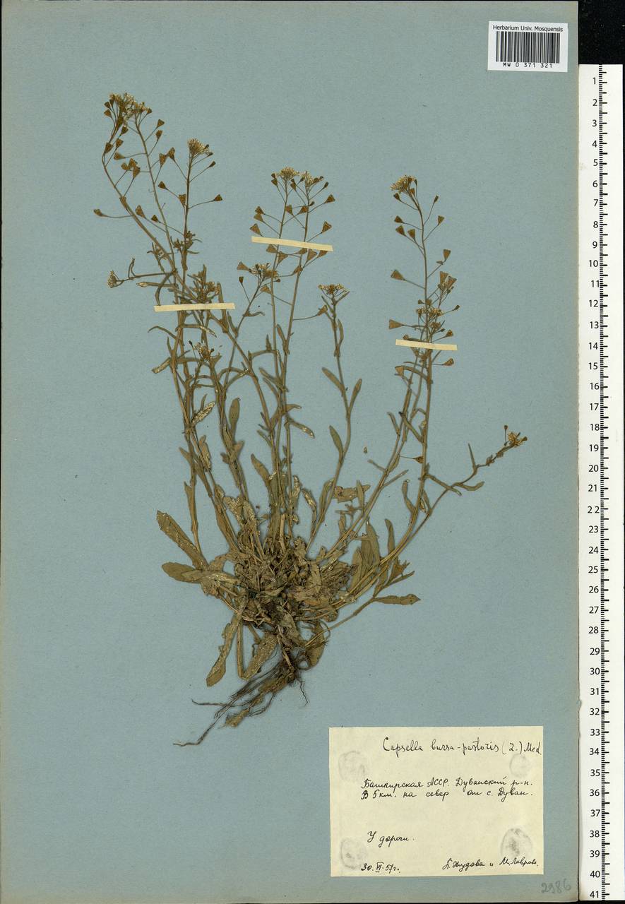 Capsella bursa-pastoris (L.) Medik., Eastern Europe, Eastern region (E10) (Russia)