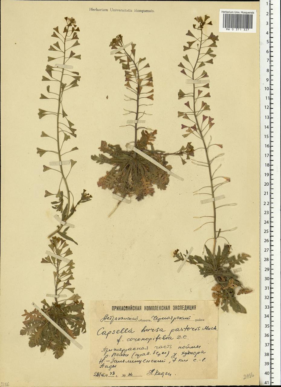 Capsella bursa-pastoris (L.) Medik., Eastern Europe, Lower Volga region (E9) (Russia)
