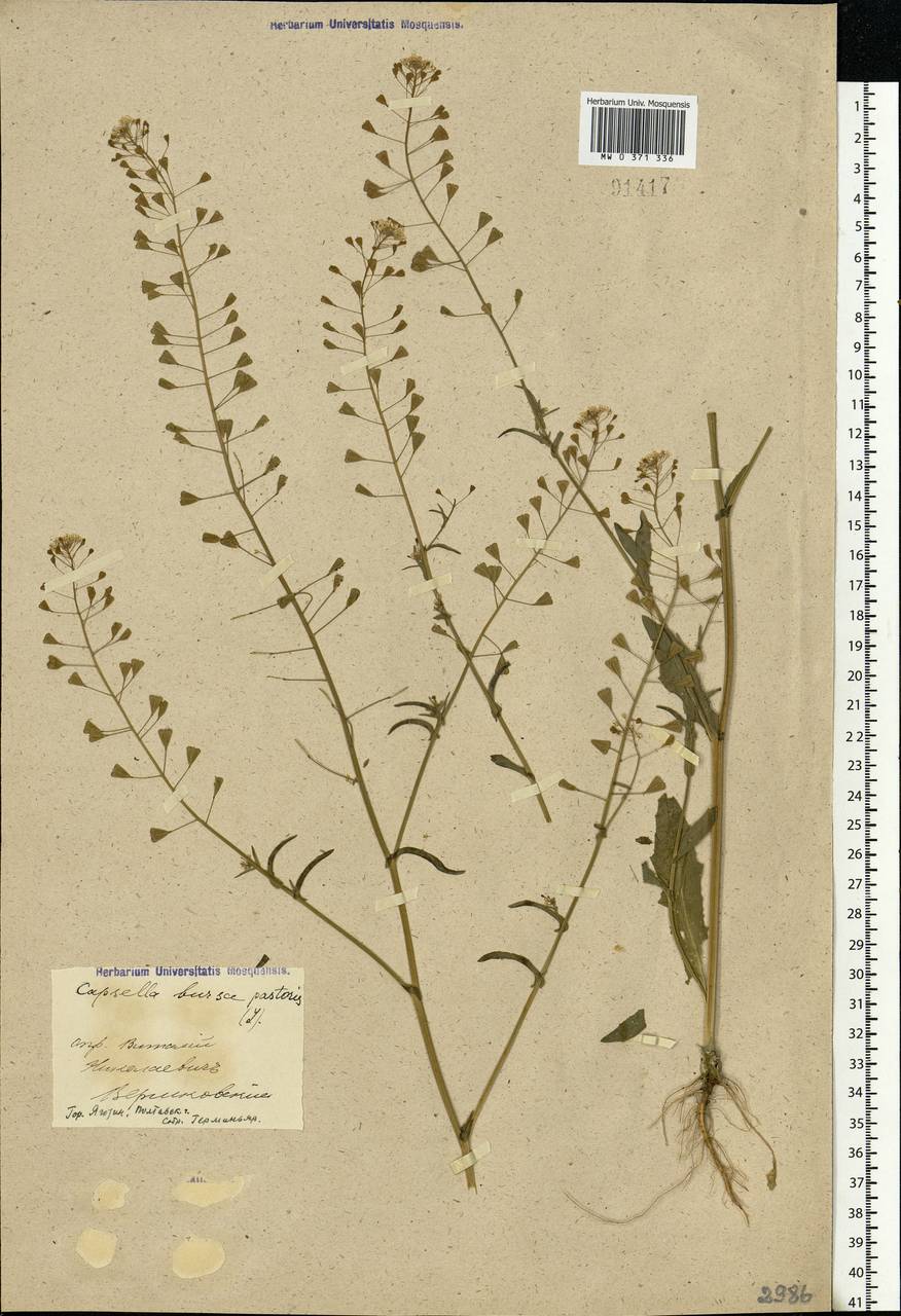 Capsella bursa-pastoris (L.) Medik., Eastern Europe, North Ukrainian region (E11) (Ukraine)