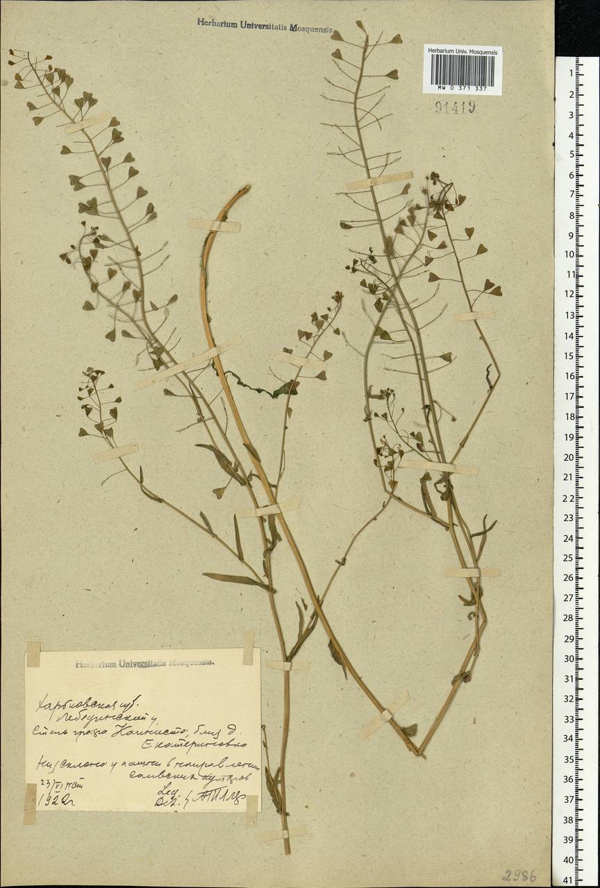 Capsella bursa-pastoris (L.) Medik., Eastern Europe, North Ukrainian region (E11) (Ukraine)