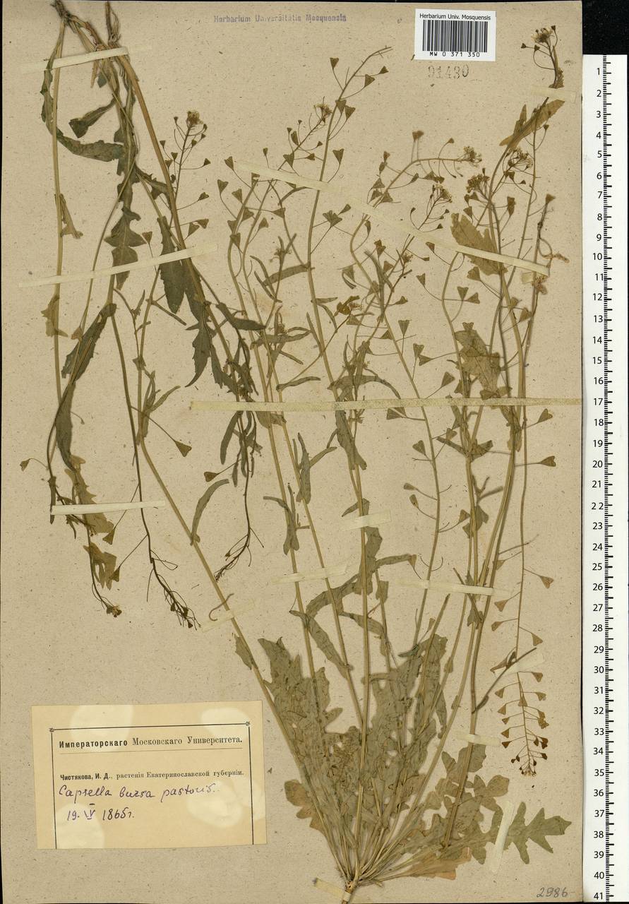 MW0371350, Capsella bursa-pastoris (Пастушья сумка обыкновенная), specimen Capsella bursa-pastoris (L.) Medik., Eastern Europe, South Ukrainian region (E12) (Ukraine)