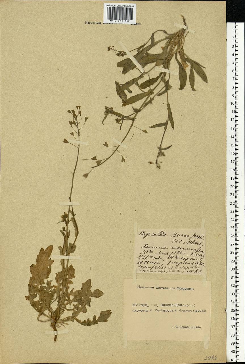 Capsella bursa-pastoris (L.) Medik., Eastern Europe, Rostov Oblast (E12a) (Russia)