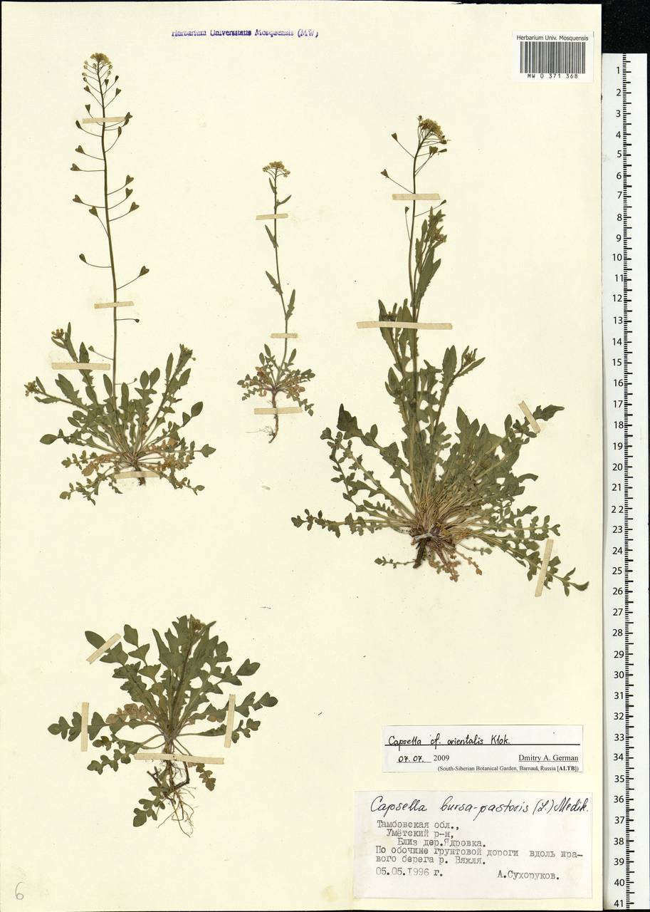 Capsella orientalis Klokov, Eastern Europe, Central forest-and-steppe region (E6) (Russia)