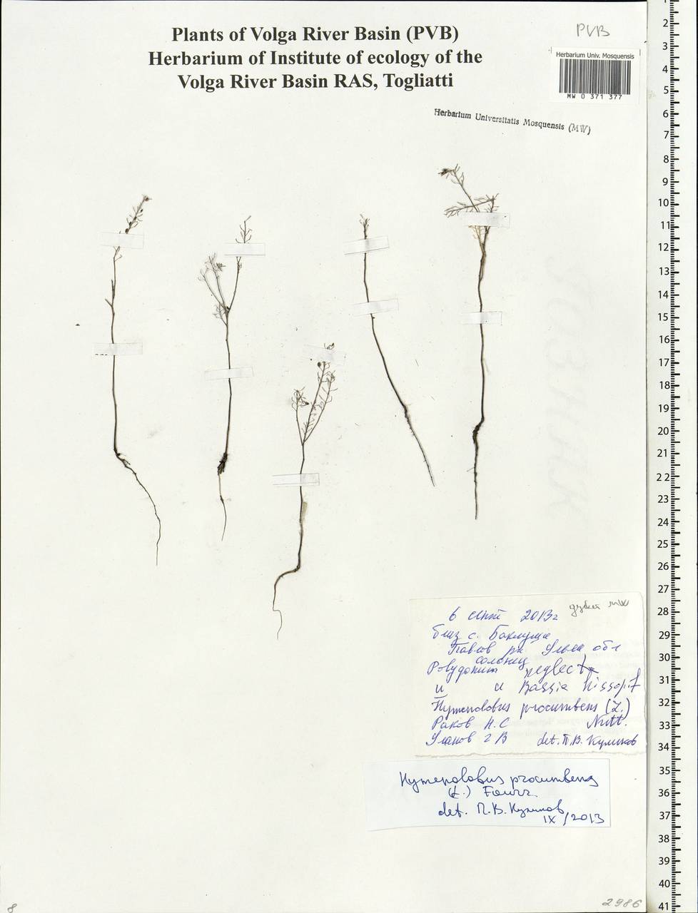 Hornungia procumbens (L.) Hayek, Eastern Europe, Middle Volga region (E8) (Russia)