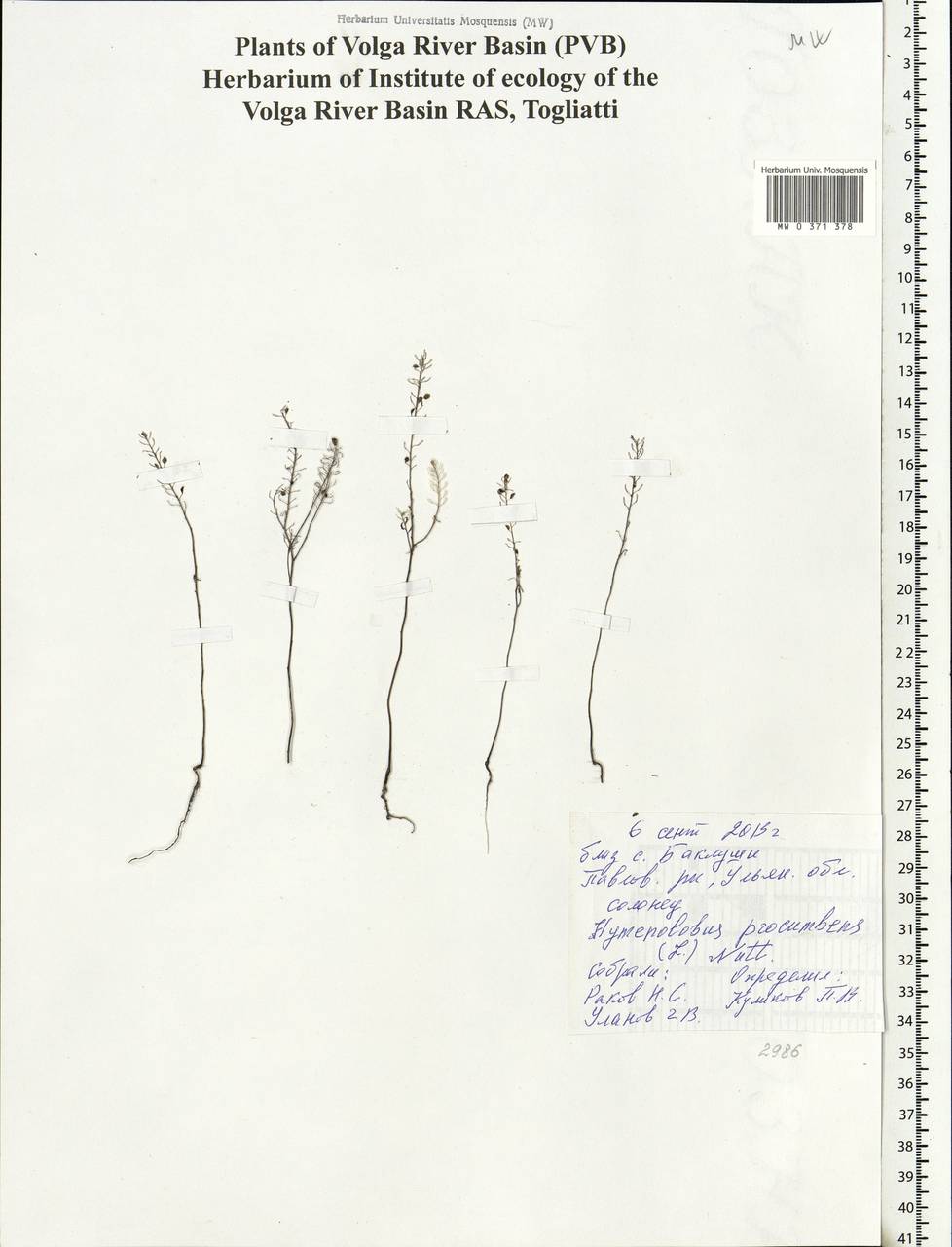 Hornungia procumbens (L.) Hayek, Eastern Europe, Middle Volga region (E8) (Russia)