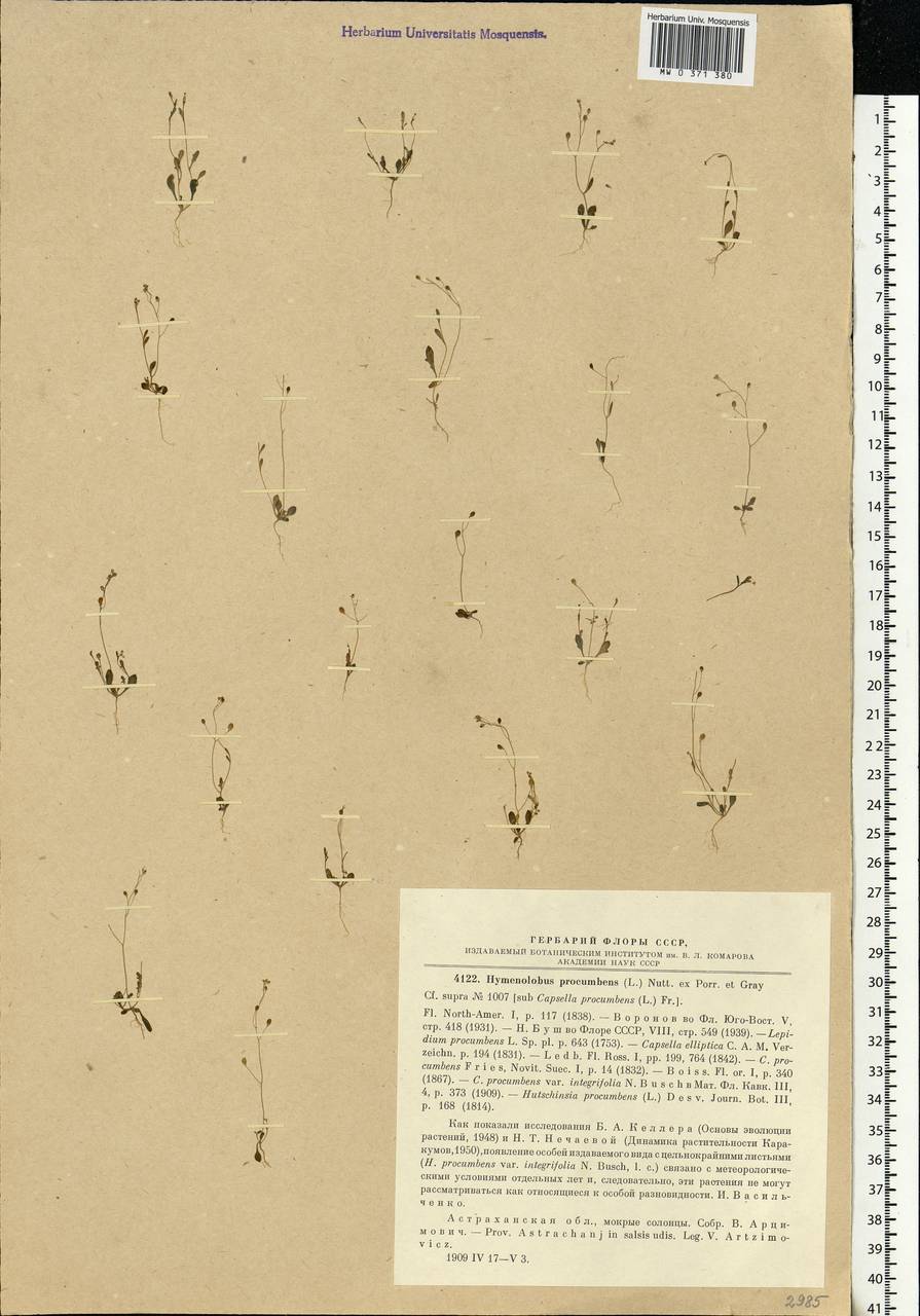 Hornungia procumbens (L.) Hayek, Eastern Europe, Lower Volga region (E9) (Russia)