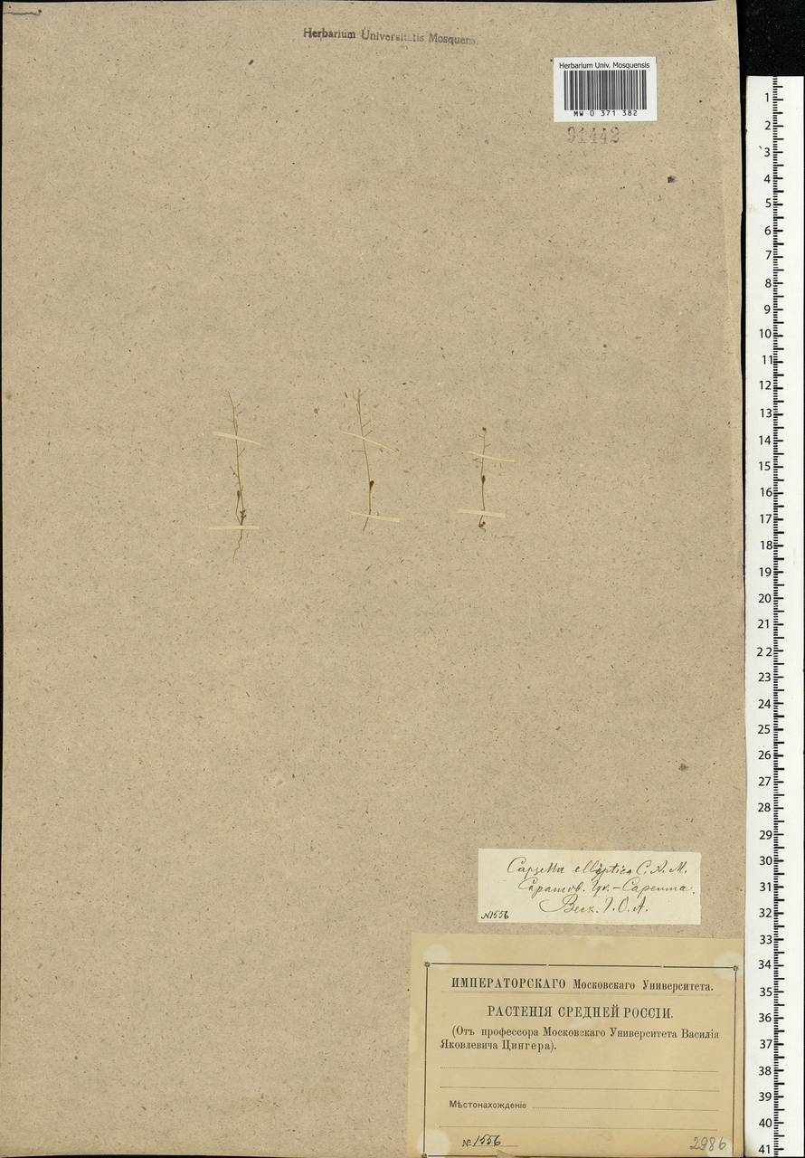 Hornungia procumbens (L.) Hayek, Eastern Europe, Lower Volga region (E9) (Russia)