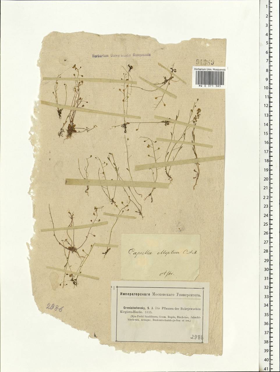 Hornungia procumbens (L.) Hayek, Eastern Europe, Lower Volga region (E9) (Russia)