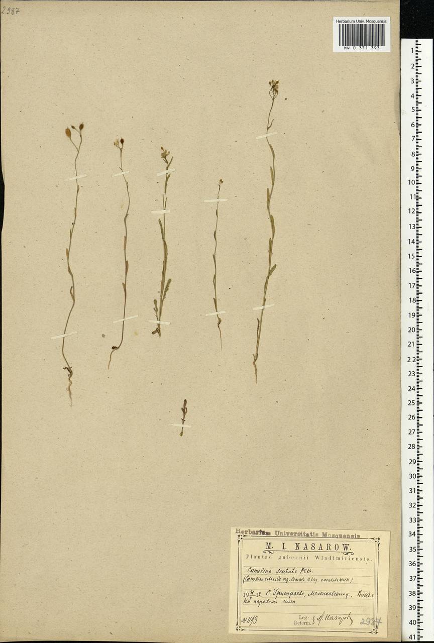 Camelina alyssum (Mill.) Thell., Eastern Europe, Central region (E4) (Russia)