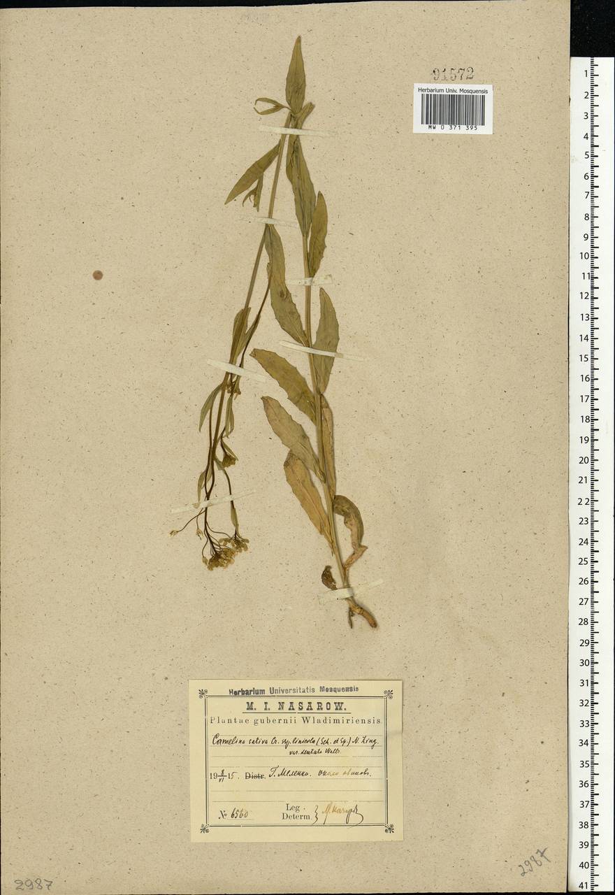 Camelina alyssum (Mill.) Thell., Eastern Europe, Central region (E4) (Russia)