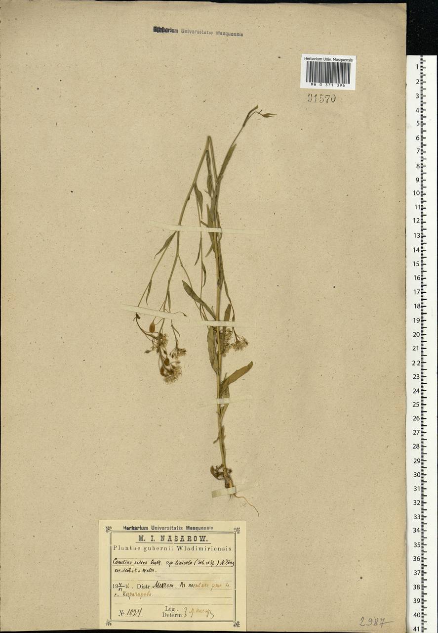 Camelina alyssum (Mill.) Thell., Eastern Europe, Central region (E4) (Russia)
