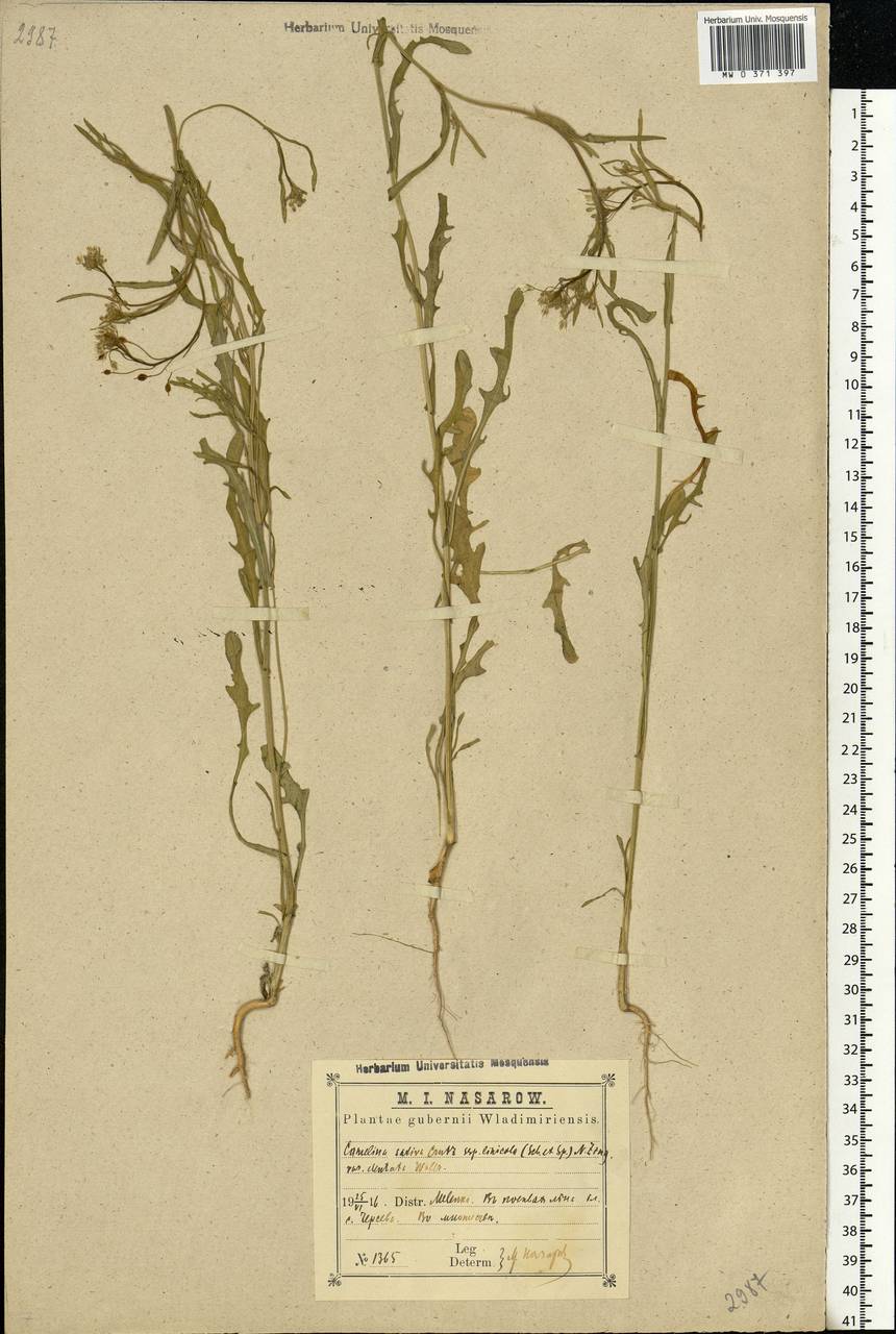 Camelina alyssum (Mill.) Thell., Eastern Europe, Central region (E4) (Russia)