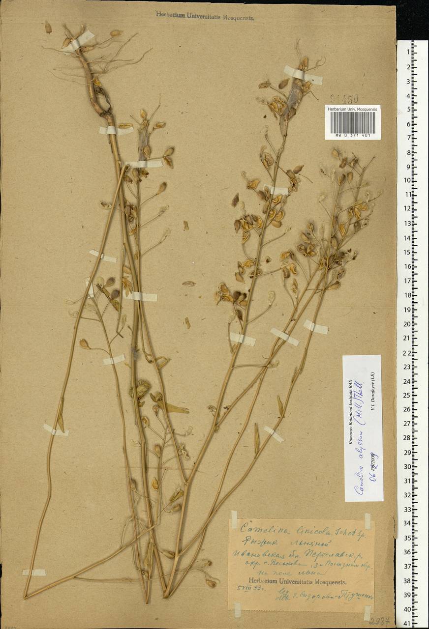 Camelina alyssum (Mill.) Thell., Eastern Europe, Central forest region (E5) (Russia)