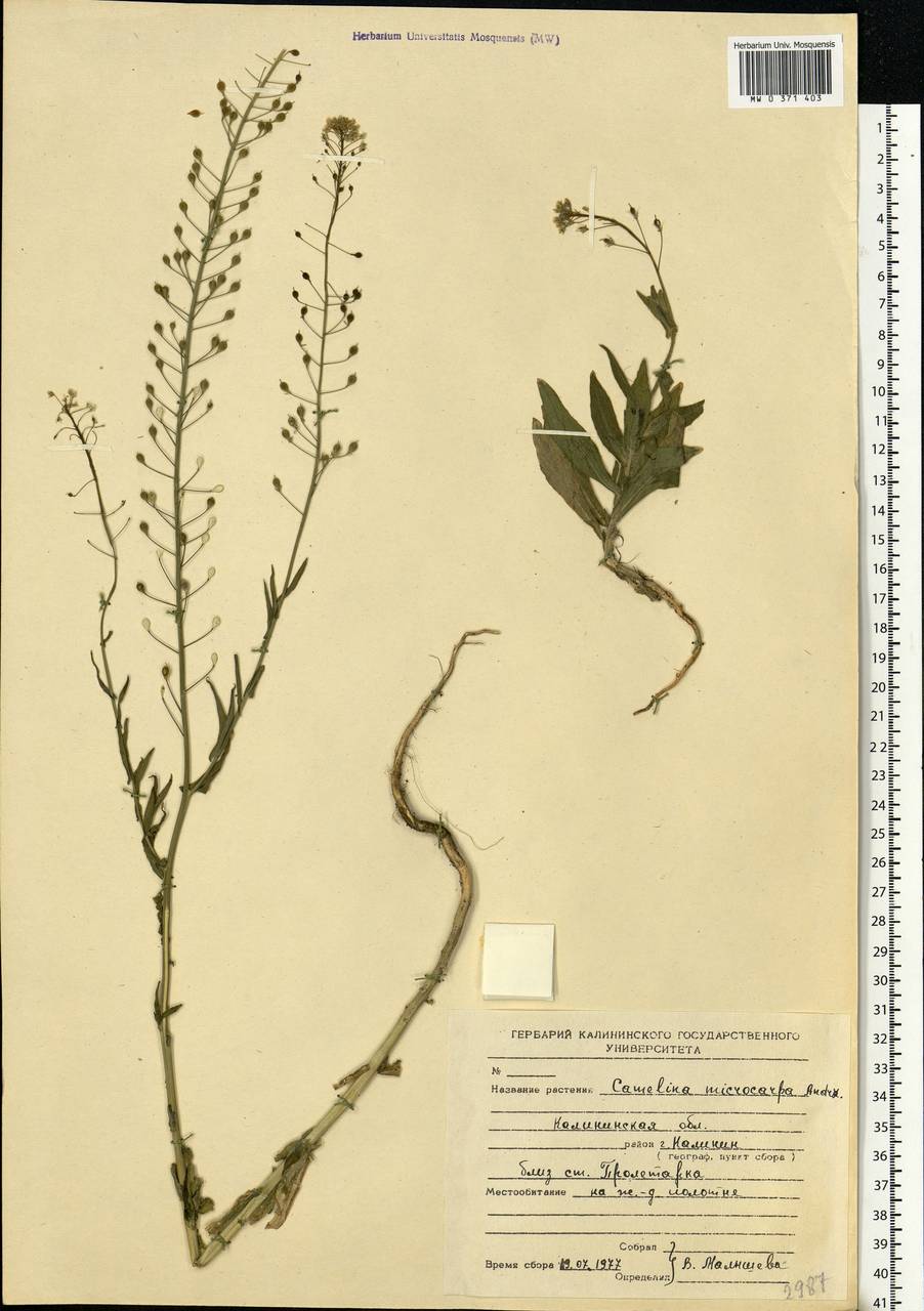 Camelina microcarpa Andrz. ex DC., Eastern Europe, North-Western region (E2) (Russia)